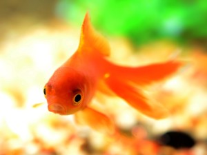 was ist nano aquarium